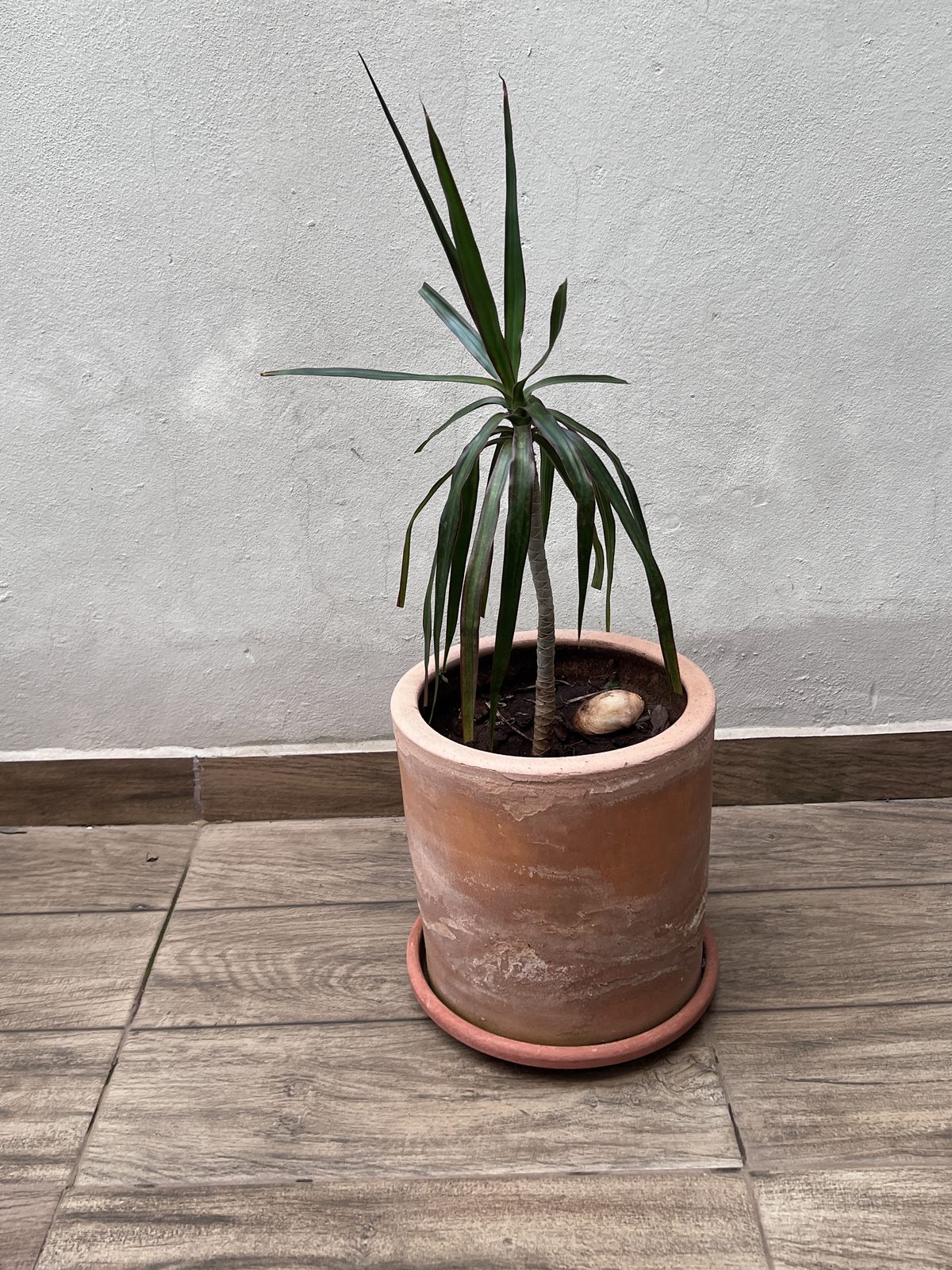 Drácena con maceta de barro
