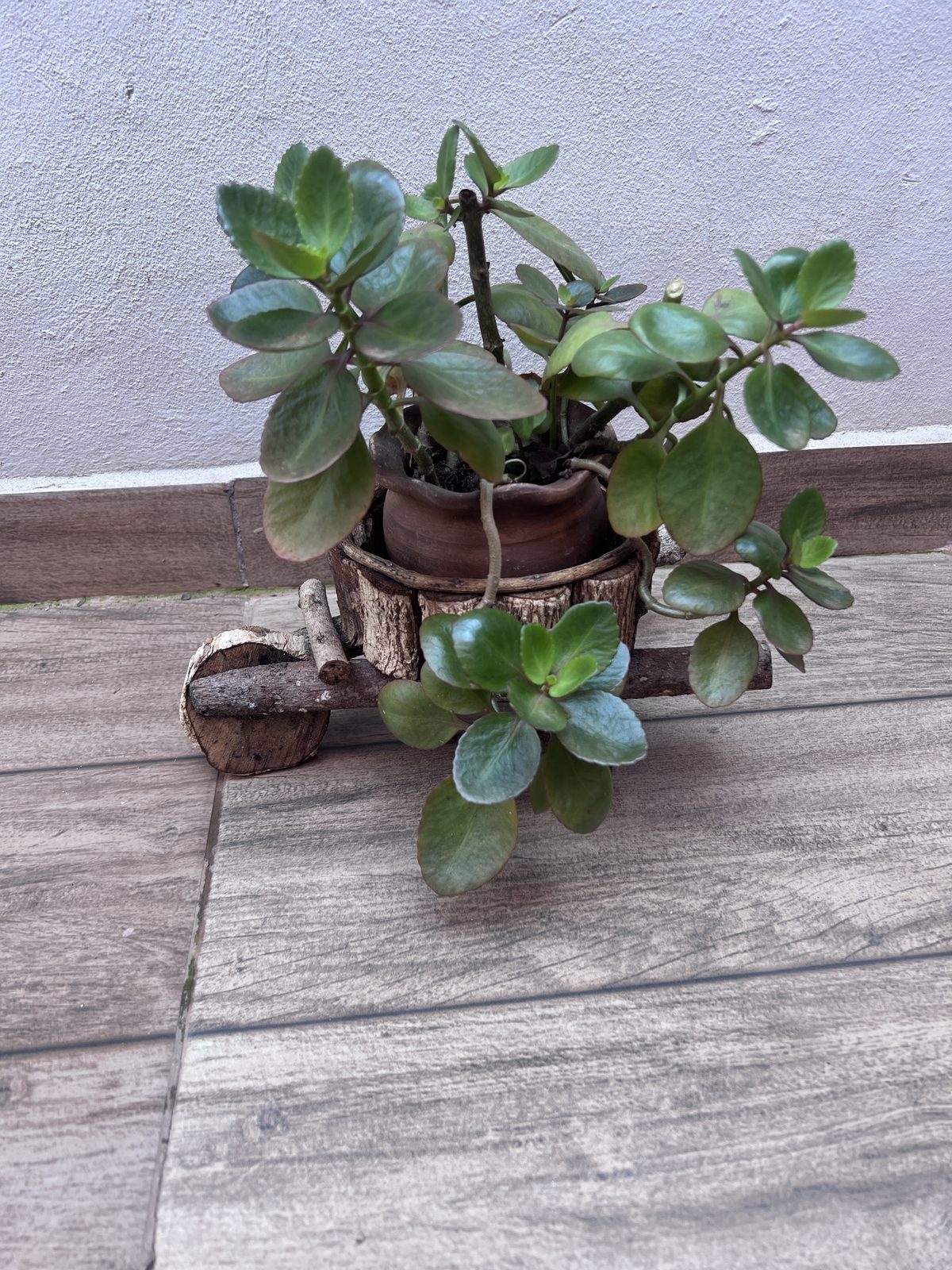 Planta de jade con maceta de barro en carretilla decorativa miniatura