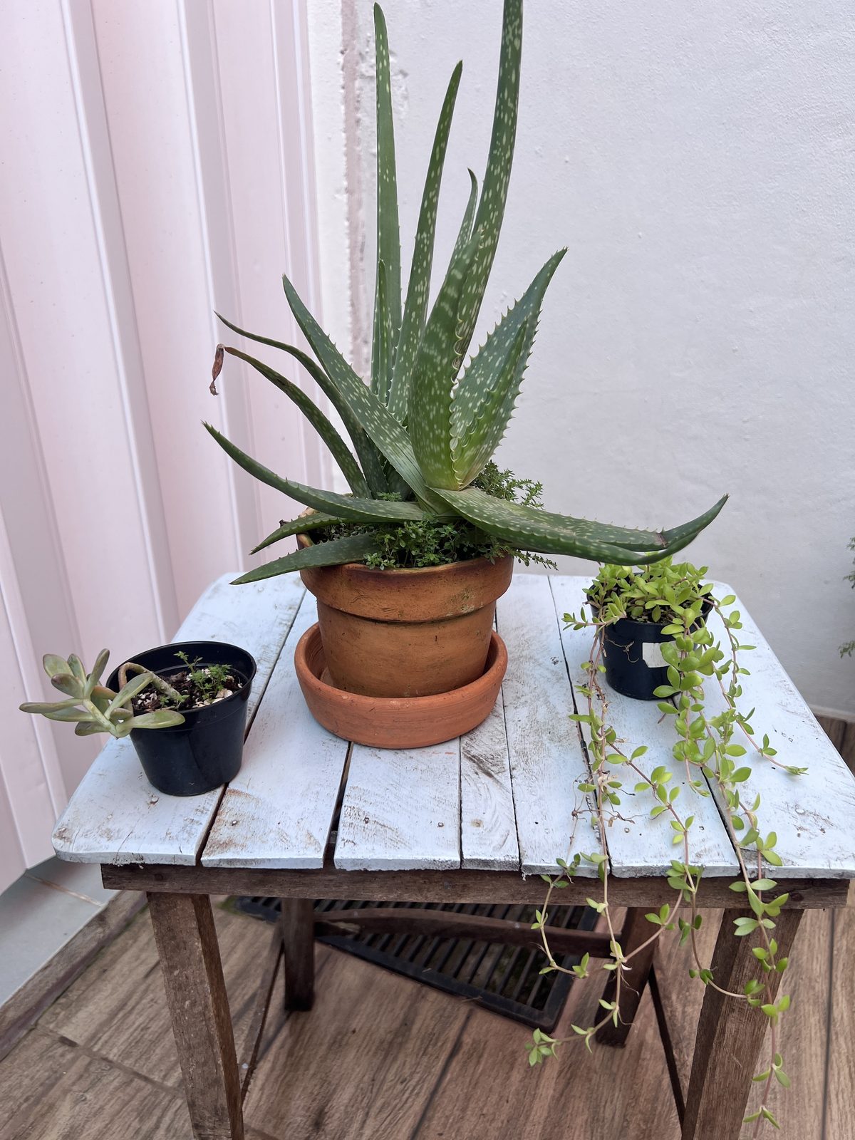 Lote de 3 plantas pequeñas con macetas y una mesita rústica