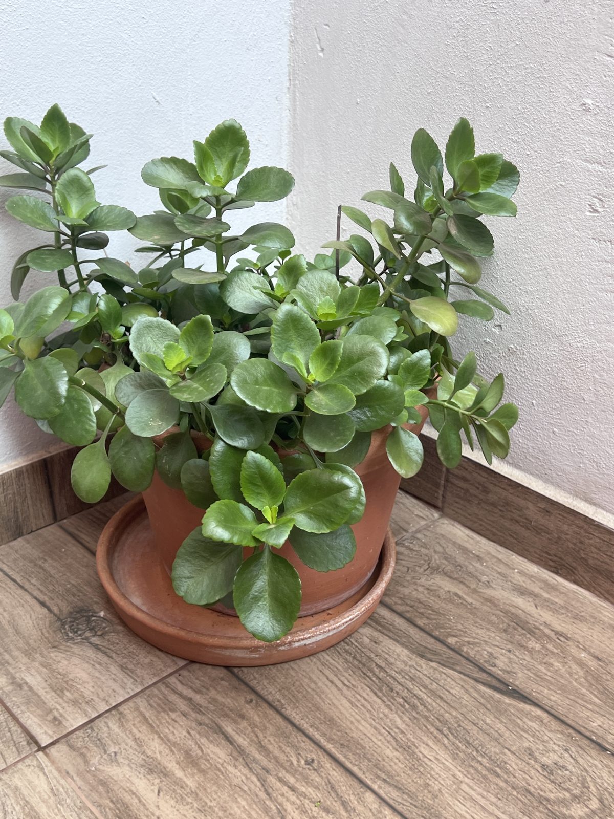 Planta de jade grande con maceta de barro